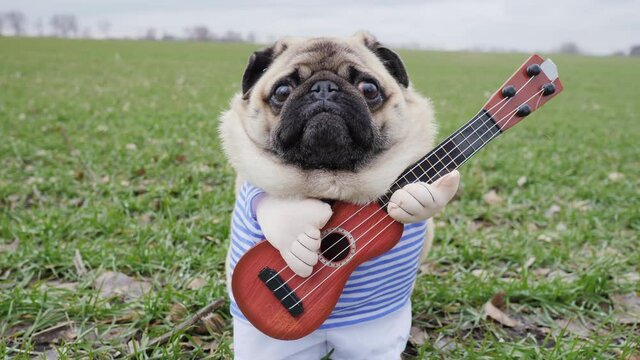 Portrait of cute funny pug dog playing on guitar in green field, dressed in costume like farmer