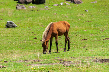Naklejka na ściany i meble Yonaguni horse, a breed native Japanese horse with its brown hair lit by the sun light, roams freely in the pastures of Agarizaki cape. Yonaguni Island.