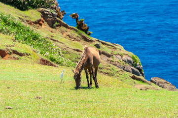 Yonaguni horse and a egret side by side on the green grass of cape Agarizaki with a blue ocean on background. Yonaguni Island.