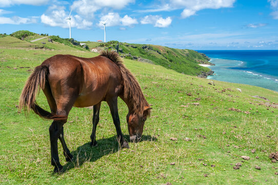 A Yonaguni horse roam freely on a green pasture with a beautiful landscape on background. Yonaguni Island.