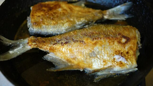Food photography of a snapper fish being cooked in a non stick fry pan on a stove in a kitchen setting. freshwater fish fried in a pan.