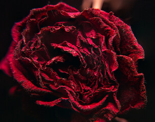 rosa seca y muerta