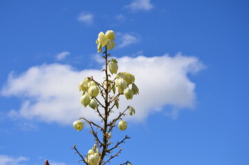 Blühende Pflanze im Botanischer Garten Kirstenbosch, Kapstadt