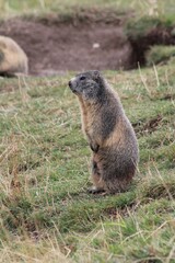 Marmotte debout