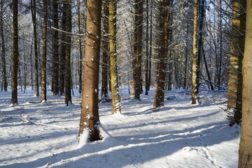 Wald im Winter