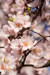 Fototapeta na wymiar almond tree bloom