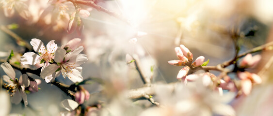 Branches in bloom lit by sun rays, flowering fruit tree, beautiful nature in spring 