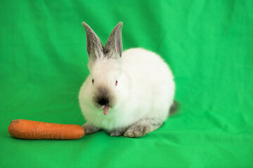 A little white bunny eats a carrot and crawls on a green background