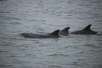 Atlantic humpback dolphins in the coast of Namibia, Valwis Bay