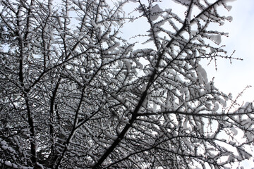 Wintery landscape view. Snow on a tree branches. Winter landscape. Snow on the branches of a tree. Selective focus.