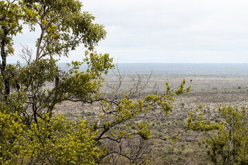 A tree in the foreground and a beautiful savanna landscape in the background. Kruger National Park, South Africa.