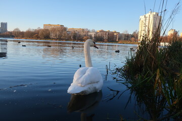 swans in the lake