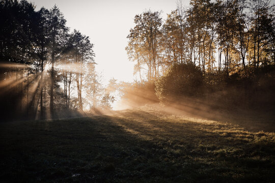 Sunlit morning in the forest, foggy morning in the forests  