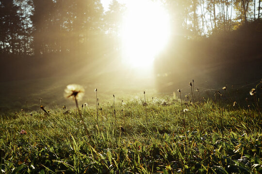 Sunny morning on the fields, dandelion