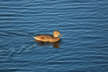 Malard female on the lake