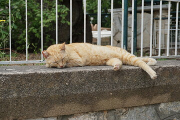 a cat next  to the plane tree Hippocrates, Kos Town, Kos Island, Greece, May