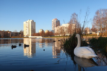 swans in the lake