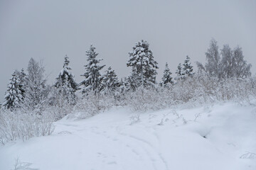 Snow-covered fir trees on a hillock in the forest in severe frost