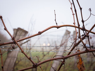 vine ripes at a vineyard with fog and rain in Burgenland