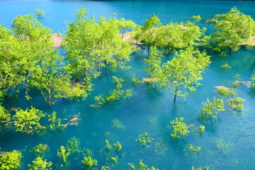 秋扇湖の水没林。仙北、秋田、日本。5月下旬。
