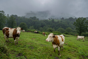 Fototapeta na wymiar rebaño de vacas, Col de Hourataté, valle de Aspe, región de Aquitania, departamento de Pirineos Atlánticos, Francia