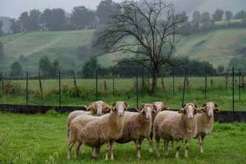 ovejas Laxas francesas, región de Aquitania, departamento de Pirineos Atlánticos, Francia