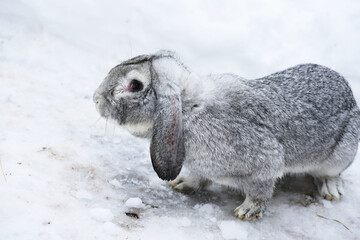 Domestic grey rabbit sitting on snow, rodent photo