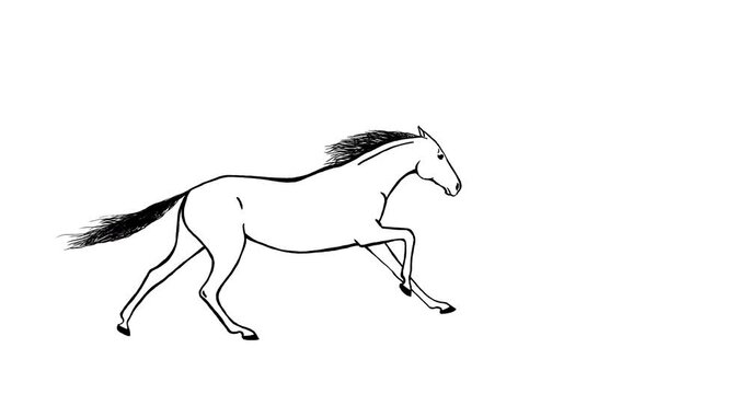 Galloping horse. Animated hand drawn line stroke mustang silhouette cartoon loop running equine motion. Alpha channel isolated transparency 4K