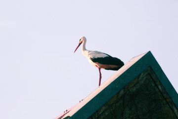 Storch steht auf dem Dach
