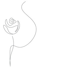 Rose flower on white background, vector illustration