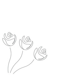 Roses flowers on white background, vector illustration