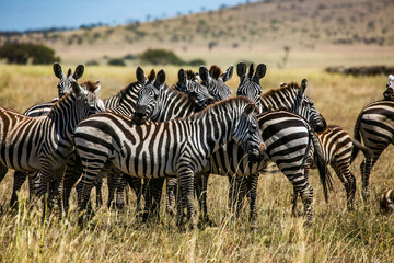 Fototapeta na wymiar Zebra herd in Masai Mara Game Reserve of Kenya, East Africa