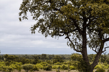 Savanna landscape with a tree in the foreground. Kruger National Park, South Africa.