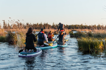 Group of people enjoy doing SUP stand up paddle boarding at sunset in swamp. Summer evening activity