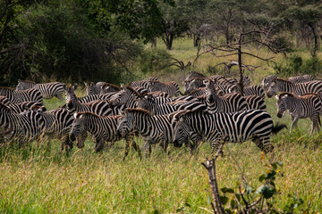 Fototapeta premium Zebra herd in Masai Mara Game Reserve of Kenya, East Africa