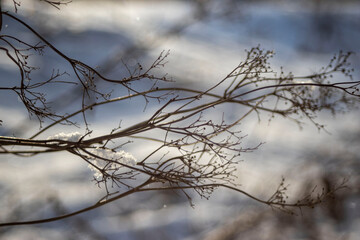 Fototapeta na wymiar branches in winter, snow in winter, icy branches in winter, landscape photography, winter landscape photography, branches with snow