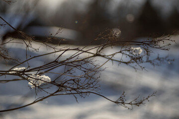 branches in winter, snow in winter, icy branches in winter, landscape photography, winter landscape photography, branches with snow	