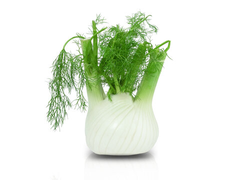 Fennel Bulb. Single fresh fennel bulb with leaves on white background stock photo