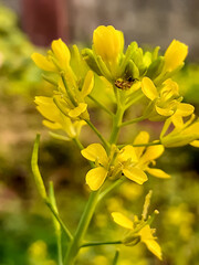 yellow flowers with insect in the garden