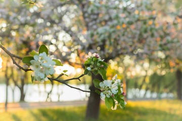 spring in the garden