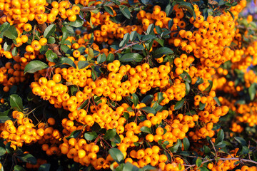 Pyracantha coccinea, or red firethorn, a popular decorative garden bush with bright orange berries