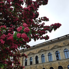 Dresden, Germany. Zwinger - late German Baroque, founded in the early 18th century. a complex of four magnificent palace buildings. Through the foreground of beautiful roses (flowers).