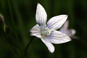 Obraz premium white flower close up