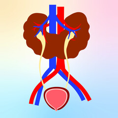 Congenital disorder horseshoe kidney