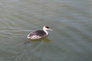
Aquatic birds of the family Podicipedidae photo on the pond.