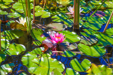 Lillies in a pond
