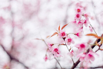 Sakura flower background. Spring background with cherry blossom.