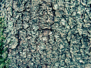 Background of old bark tree wall
