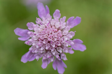 spring, Aragon Valley, Jacetania, Huesca, Spain