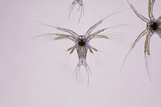 Closeup nauplius stage of vannamei shrimp in light microscope, Shrimp larvae under a microscope, White shrimp, Nauplius, Nauplii, Larvae.